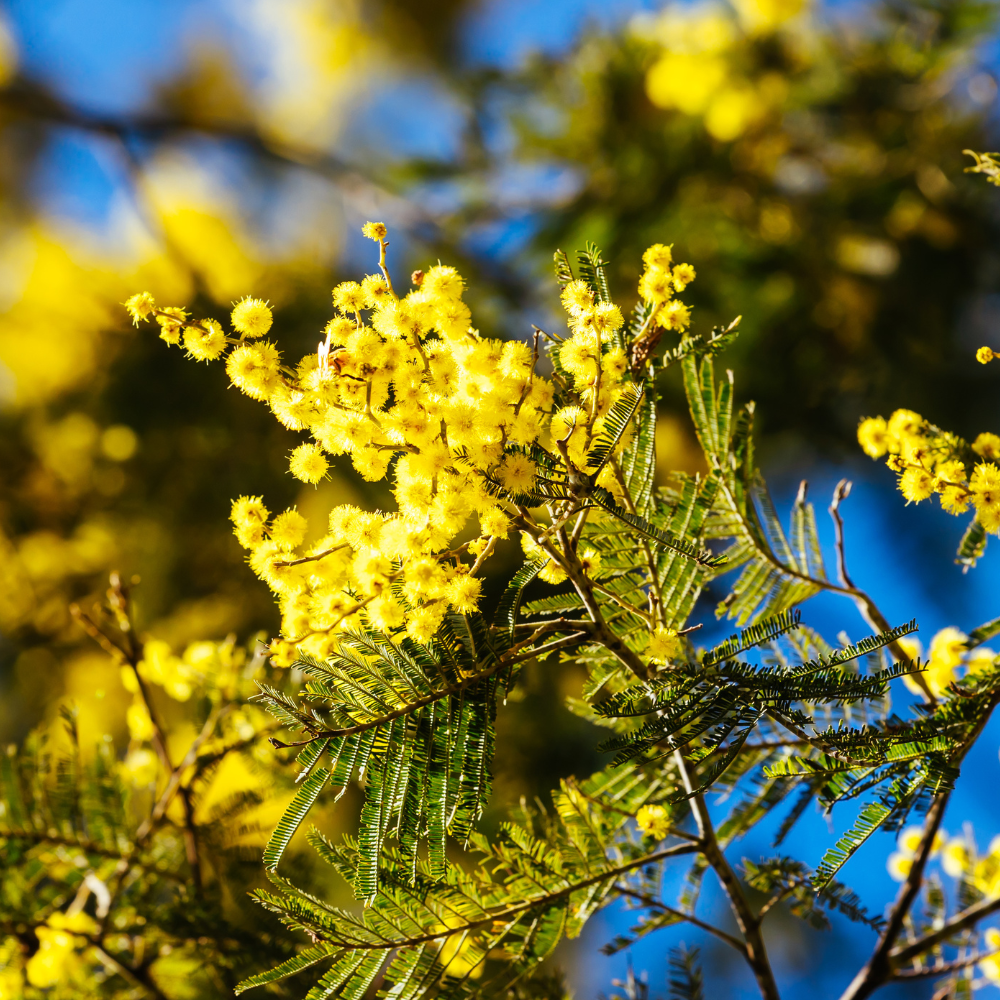 Natural Australian plant